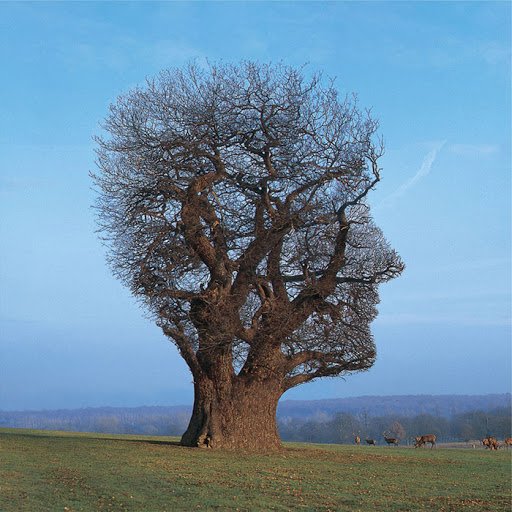 Storm Thorgerson surreal tree head album cover design